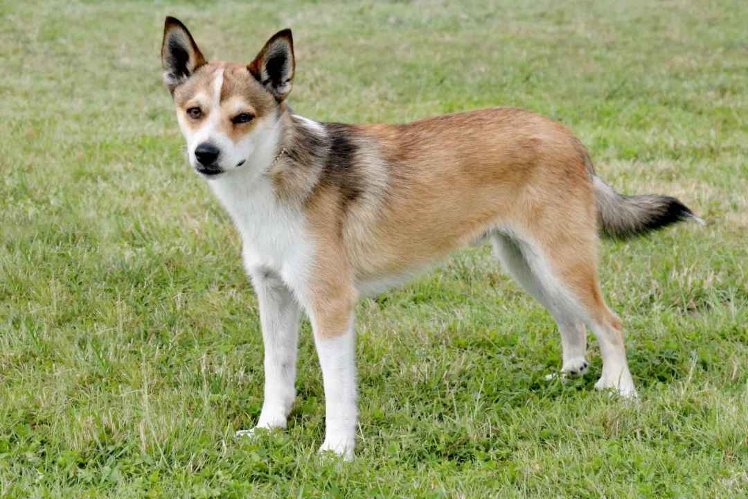 Rare Norwegian Lundehund: A Living Fossil of the Arctic